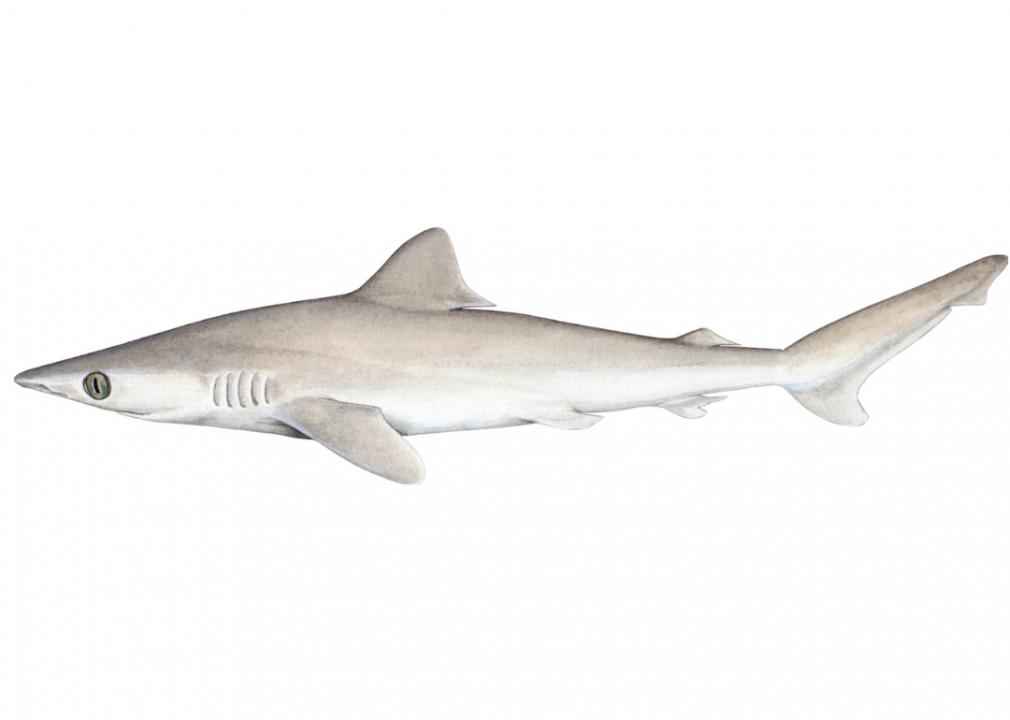 Lost shark